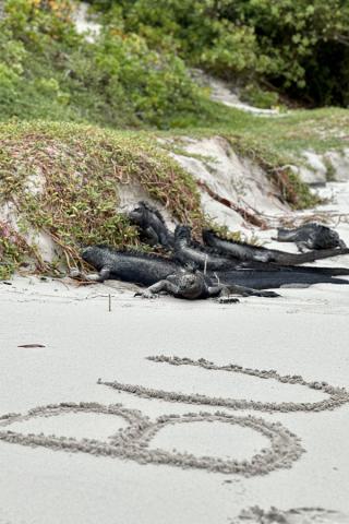 marine iguanas Galapagos Islands